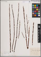 Foto von Salix eleagnos Scop.